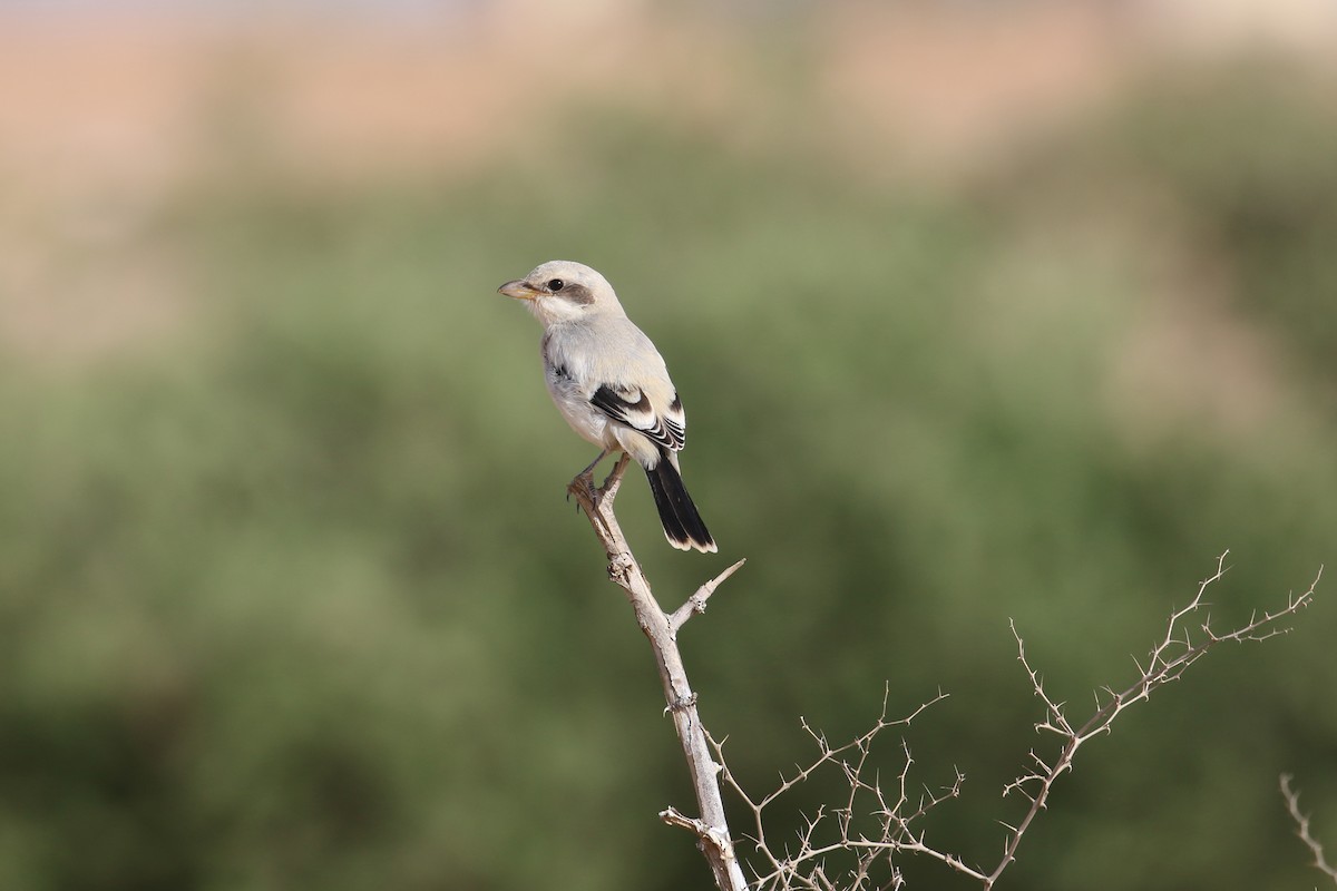 Great Gray Shrike (Arabian) - ML618721663