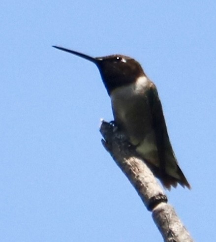 Black-chinned Hummingbird - ML618721716