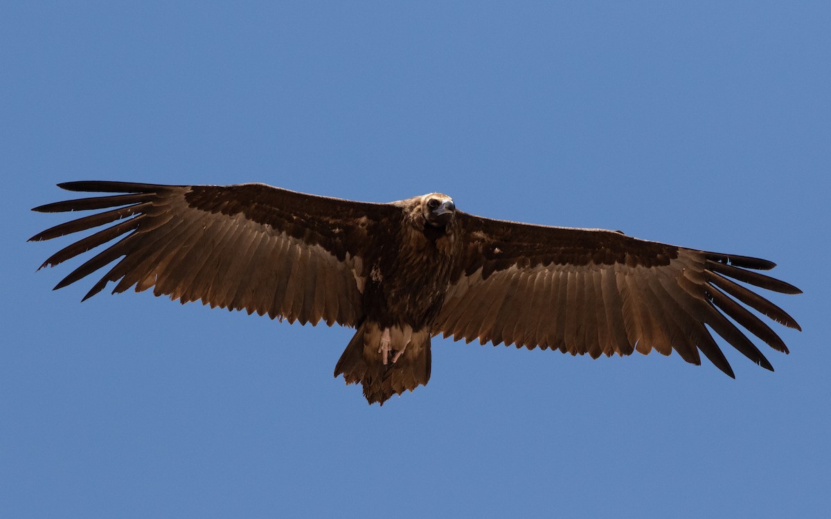 Cinereous Vulture - ML618721732