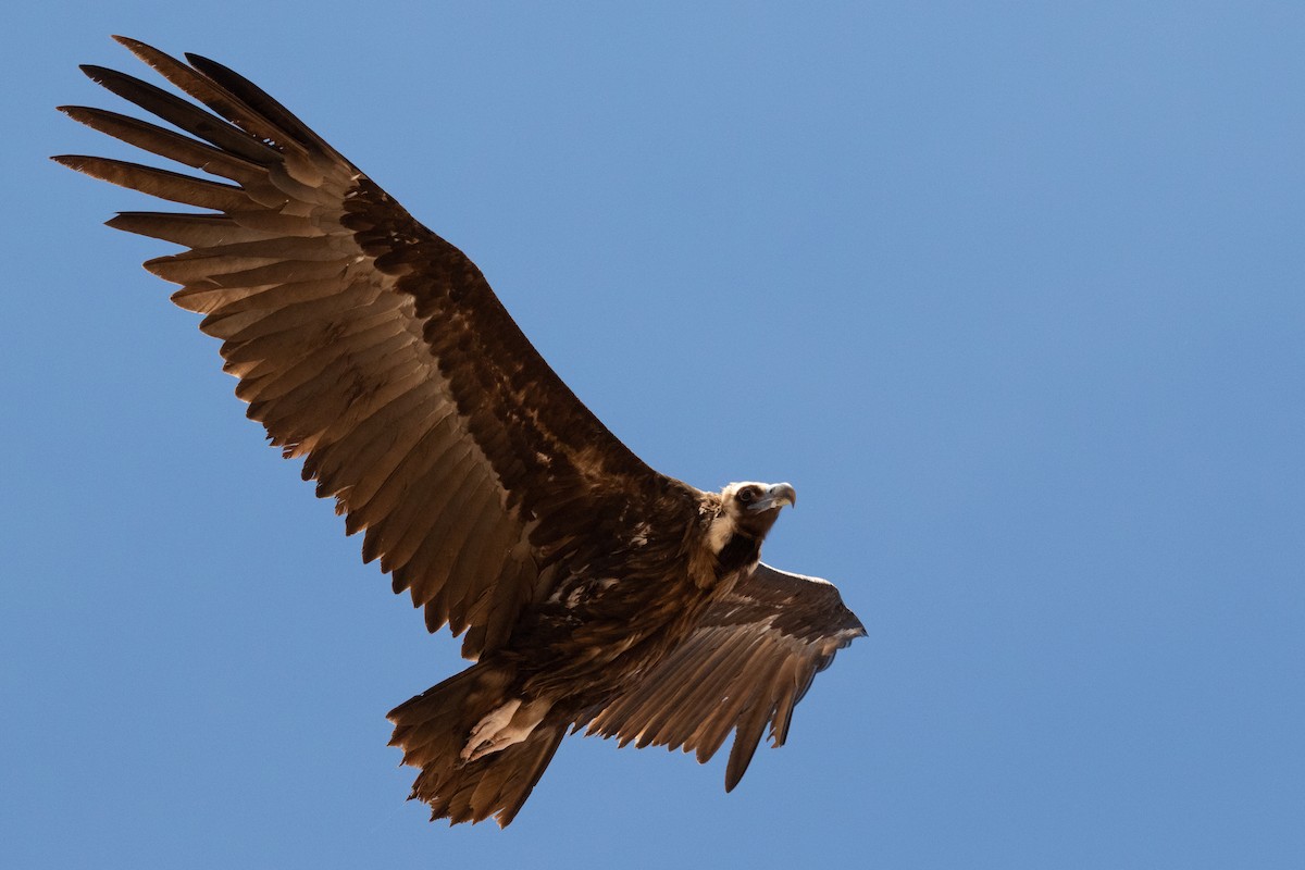 Cinereous Vulture - ML618721735
