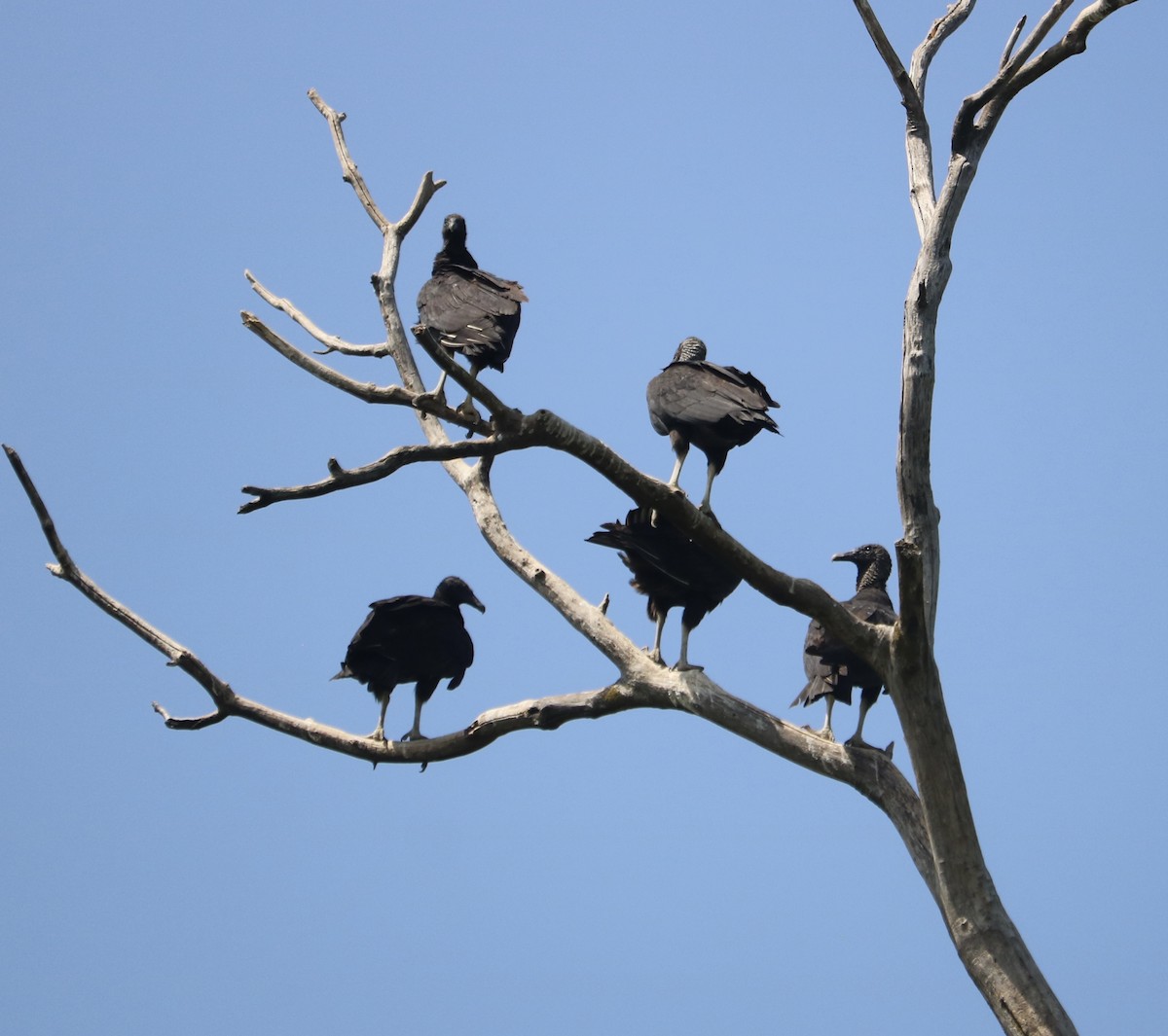Black Vulture - Lynn Seman