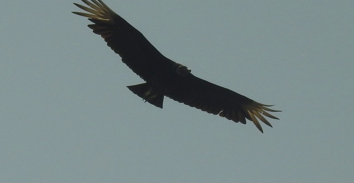 Black Vulture - ML618721778