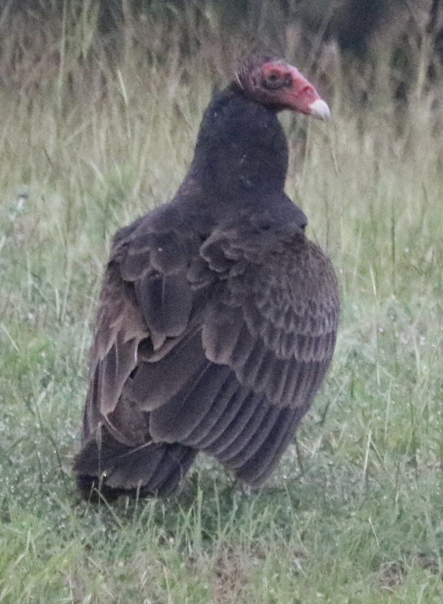 Turkey Vulture - ML618721784