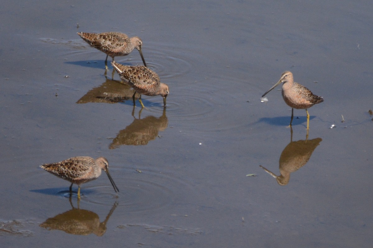Long-billed Dowitcher - ML618721788