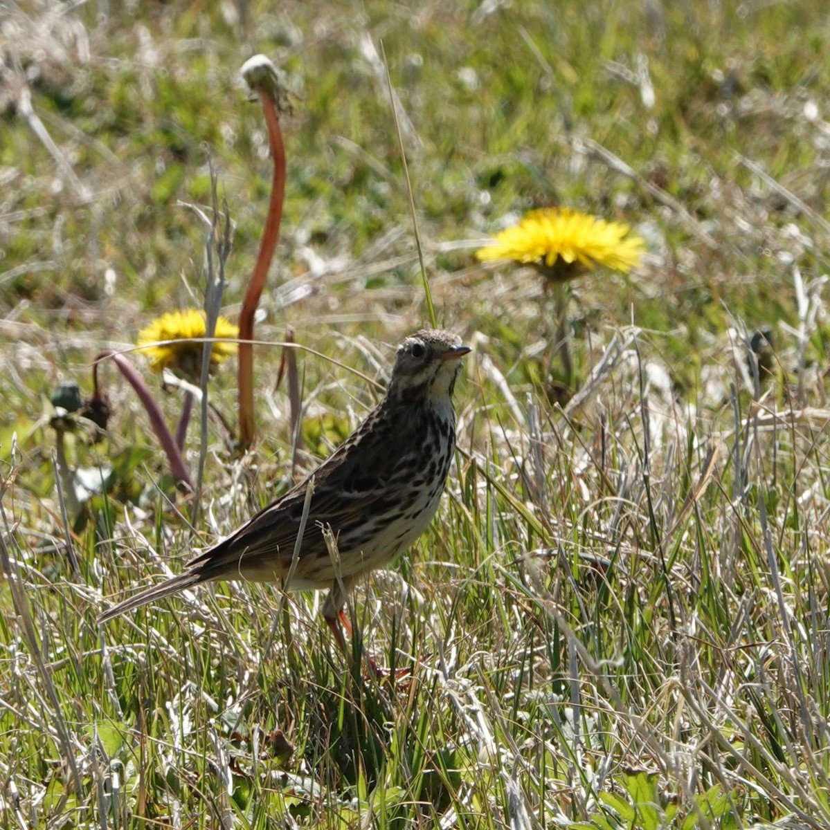 Meadow Pipit - ML618721805