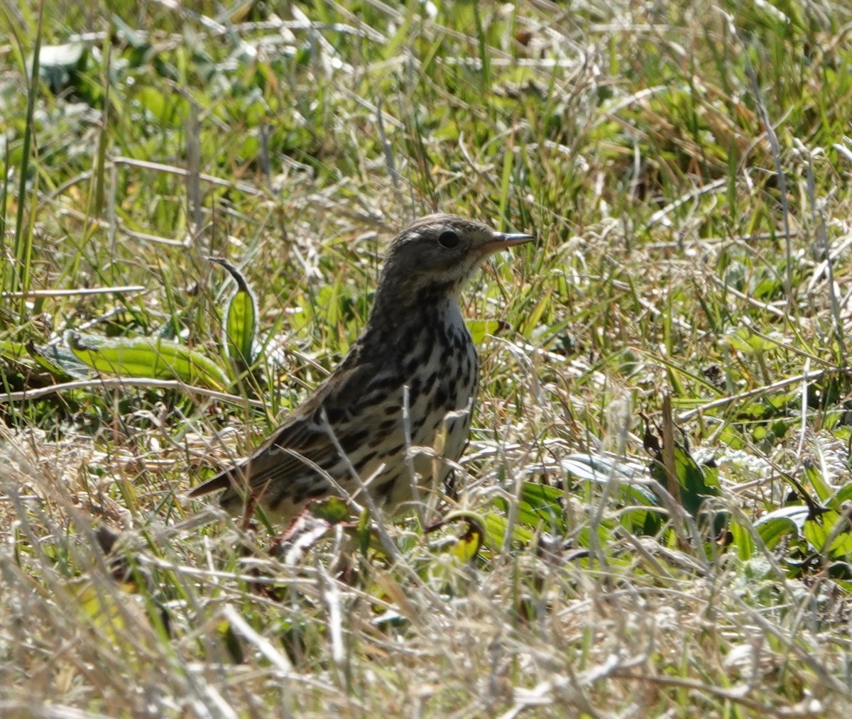 Meadow Pipit - ML618721807