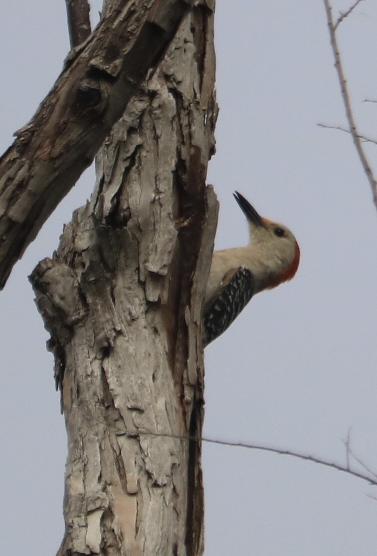 Red-bellied Woodpecker - ML618721815