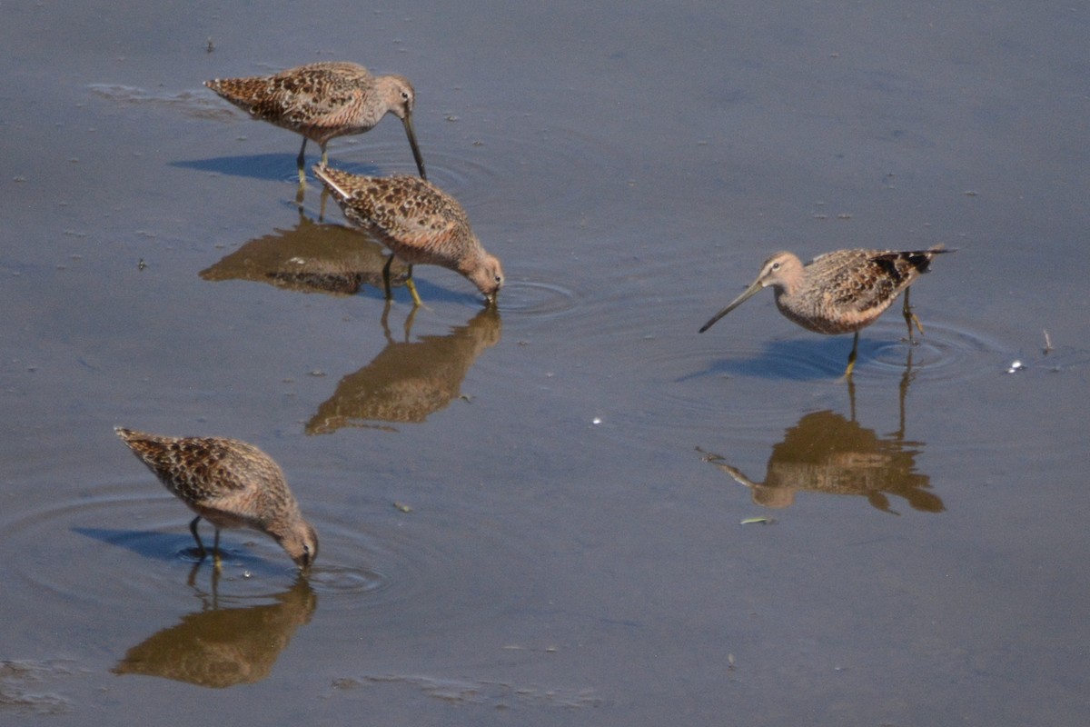 Long-billed Dowitcher - Cathy Pasterczyk