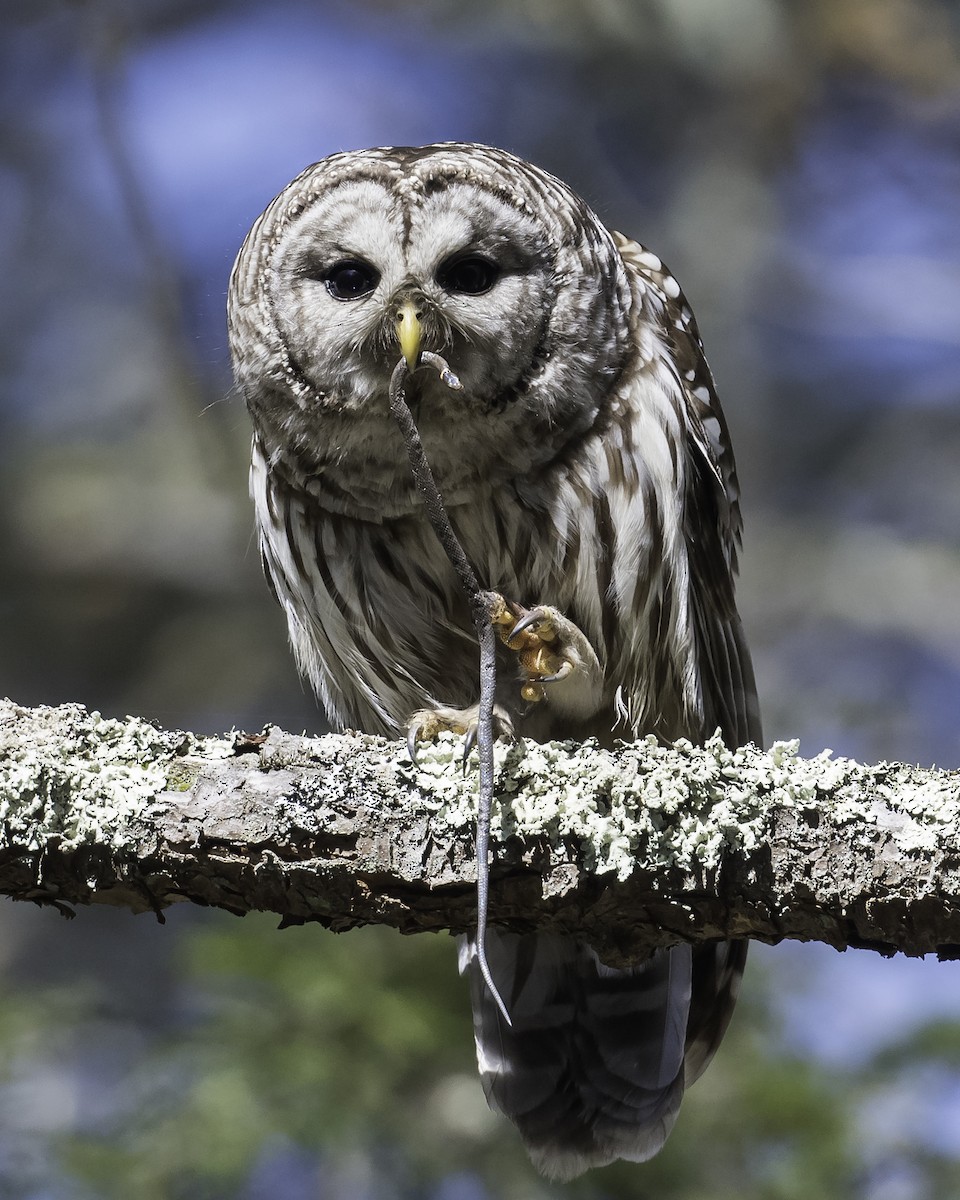 Barred Owl - ML618721875