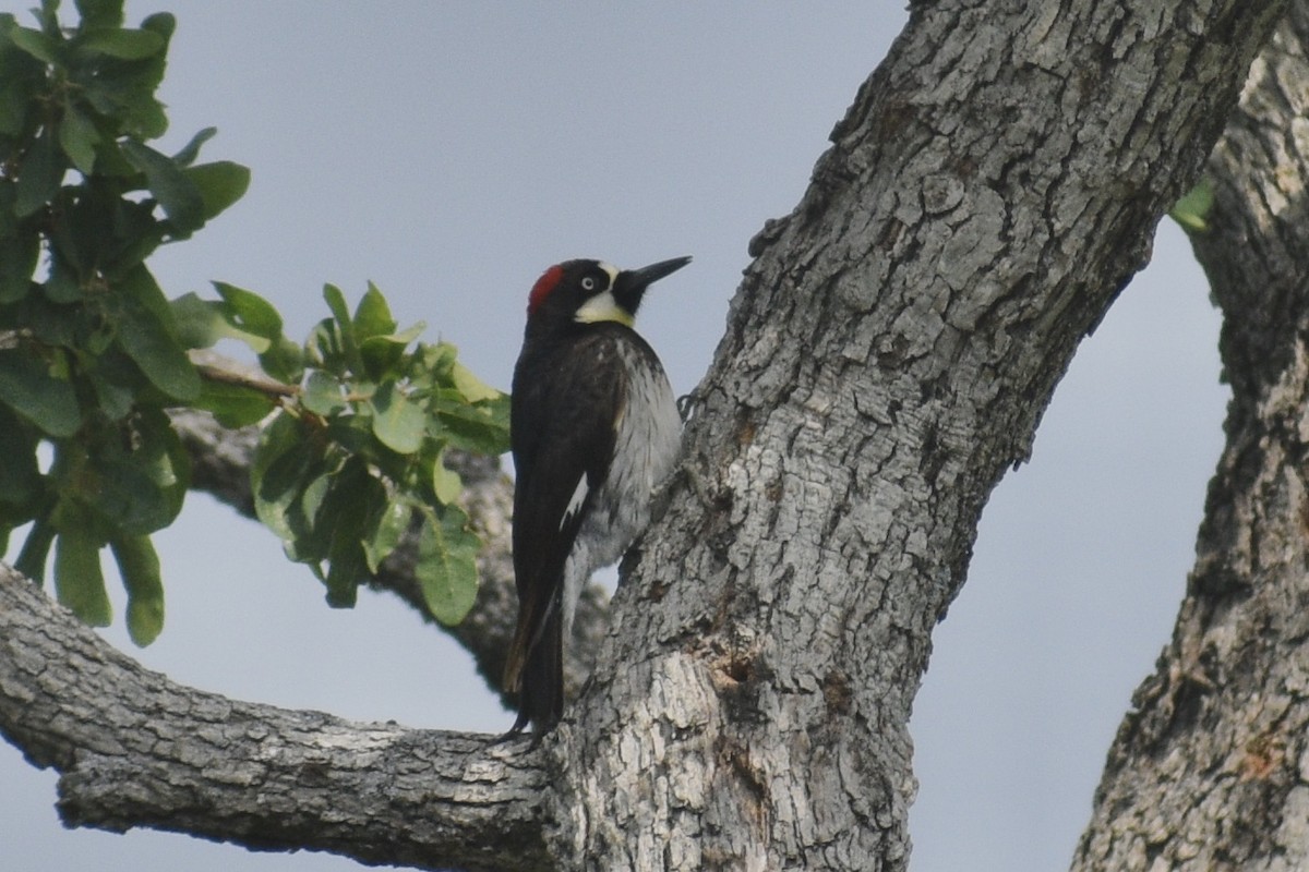 Acorn Woodpecker - ML618721893