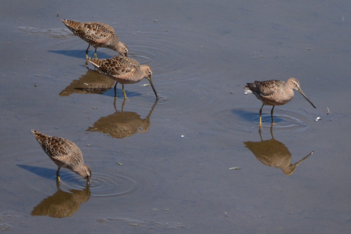 Long-billed Dowitcher - ML618721899