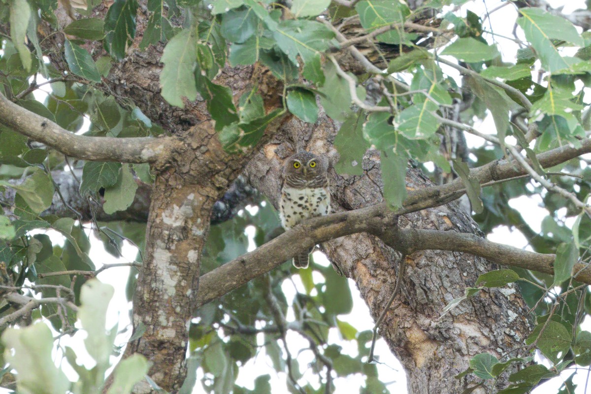 African Barred Owlet - ML618721901
