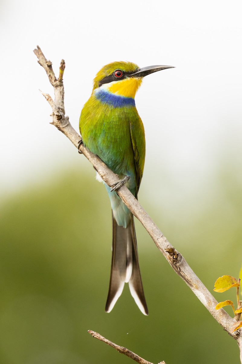 Swallow-tailed Bee-eater - ML618721903