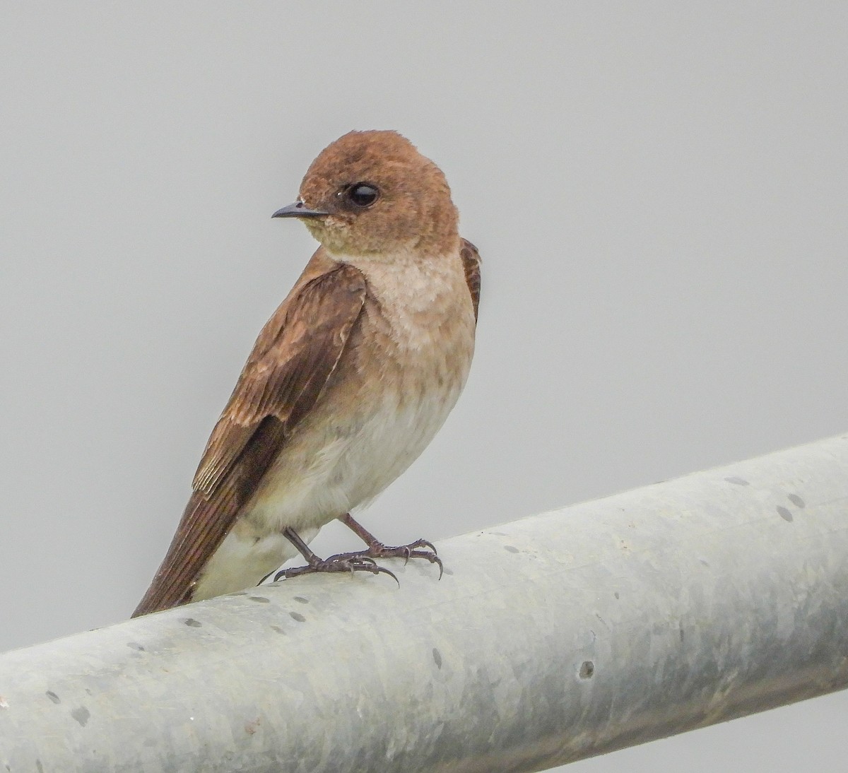Northern Rough-winged Swallow - ML618721908
