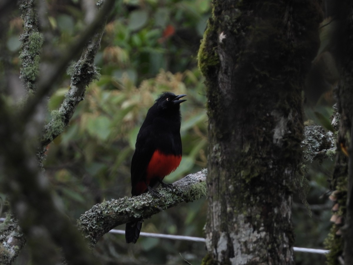 Red-bellied Grackle - ML618721925