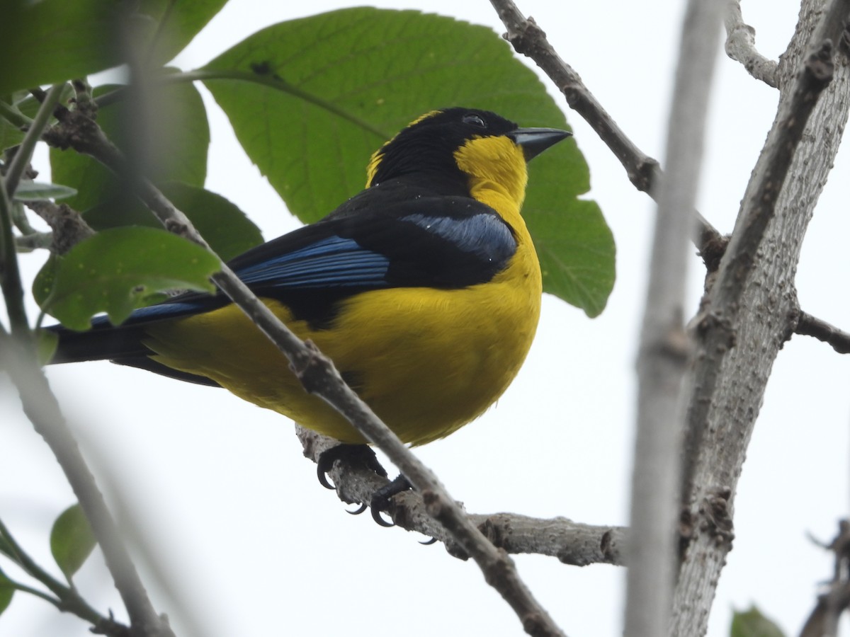 Blue-winged Mountain Tanager - ML618721965