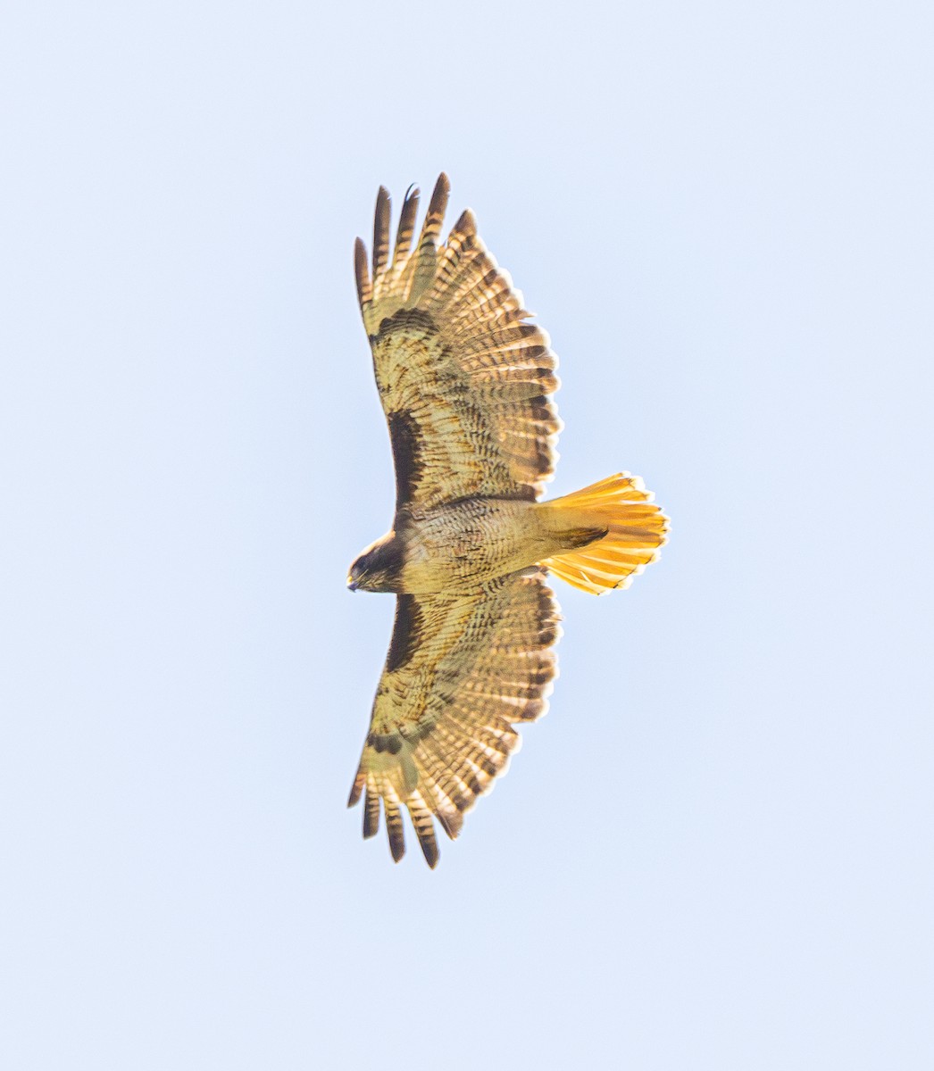 Red-tailed Hawk - ML618721968