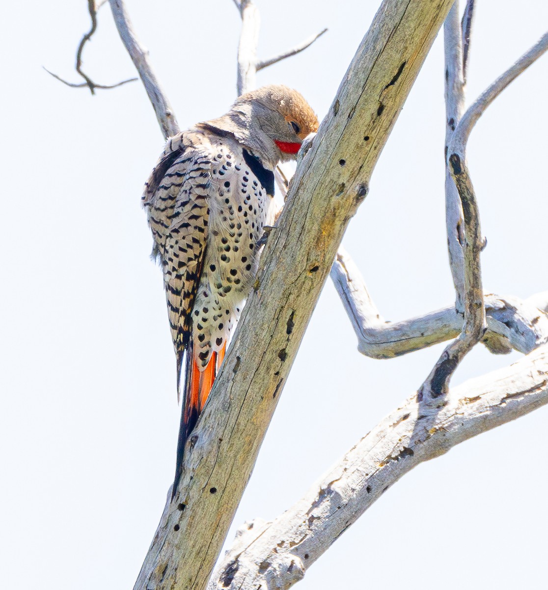 Northern Flicker (Red-shafted) - ML618721973