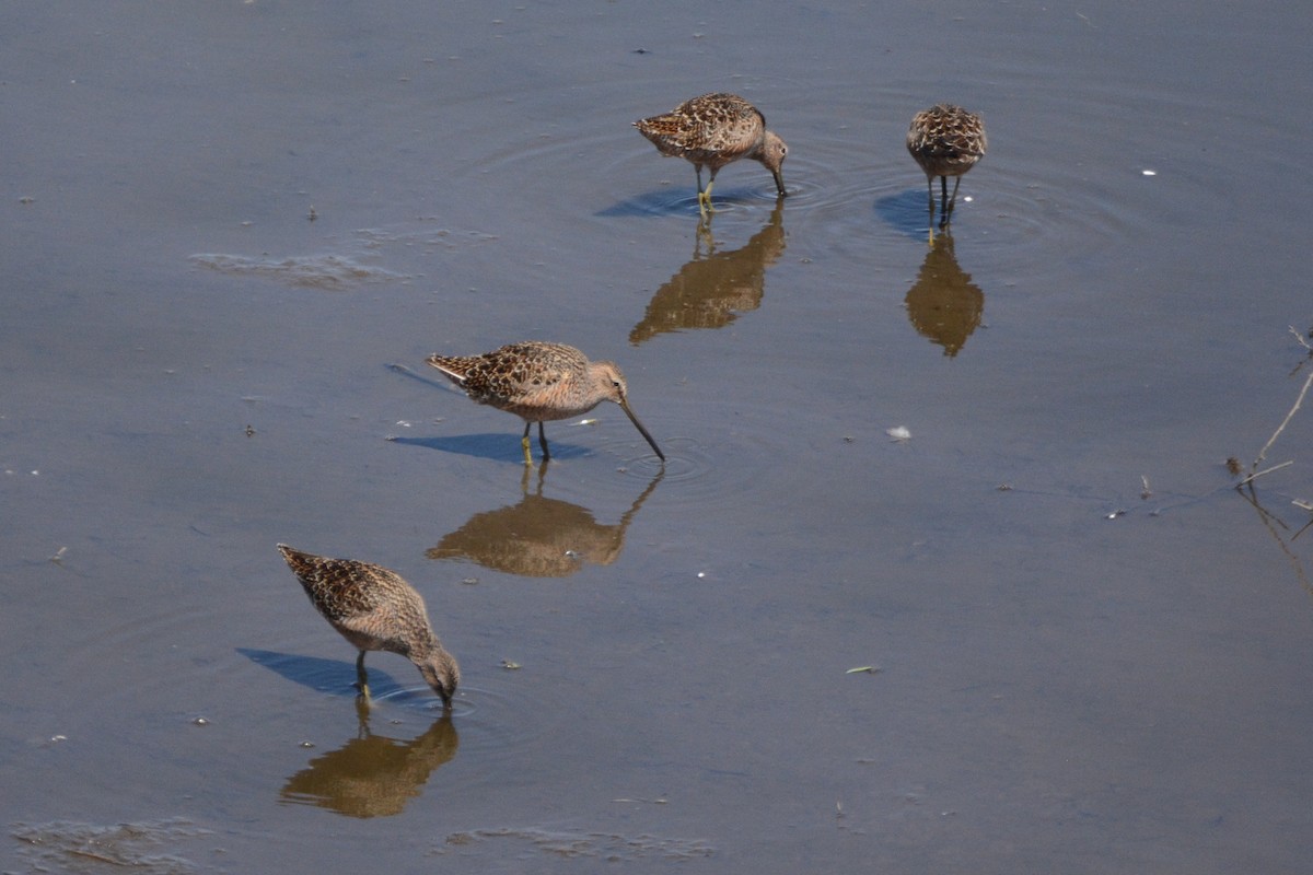 Long-billed Dowitcher - ML618721974