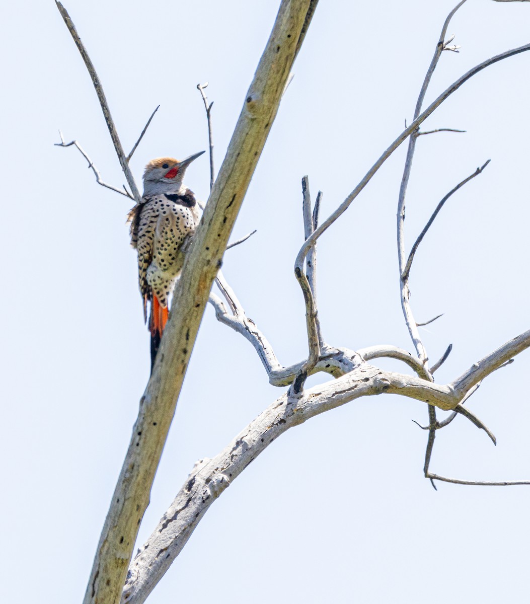 Northern Flicker (Red-shafted) - ML618721976