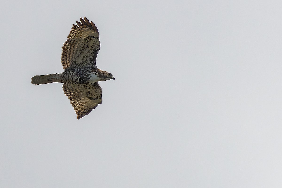 Red-tailed Hawk - ML618722029