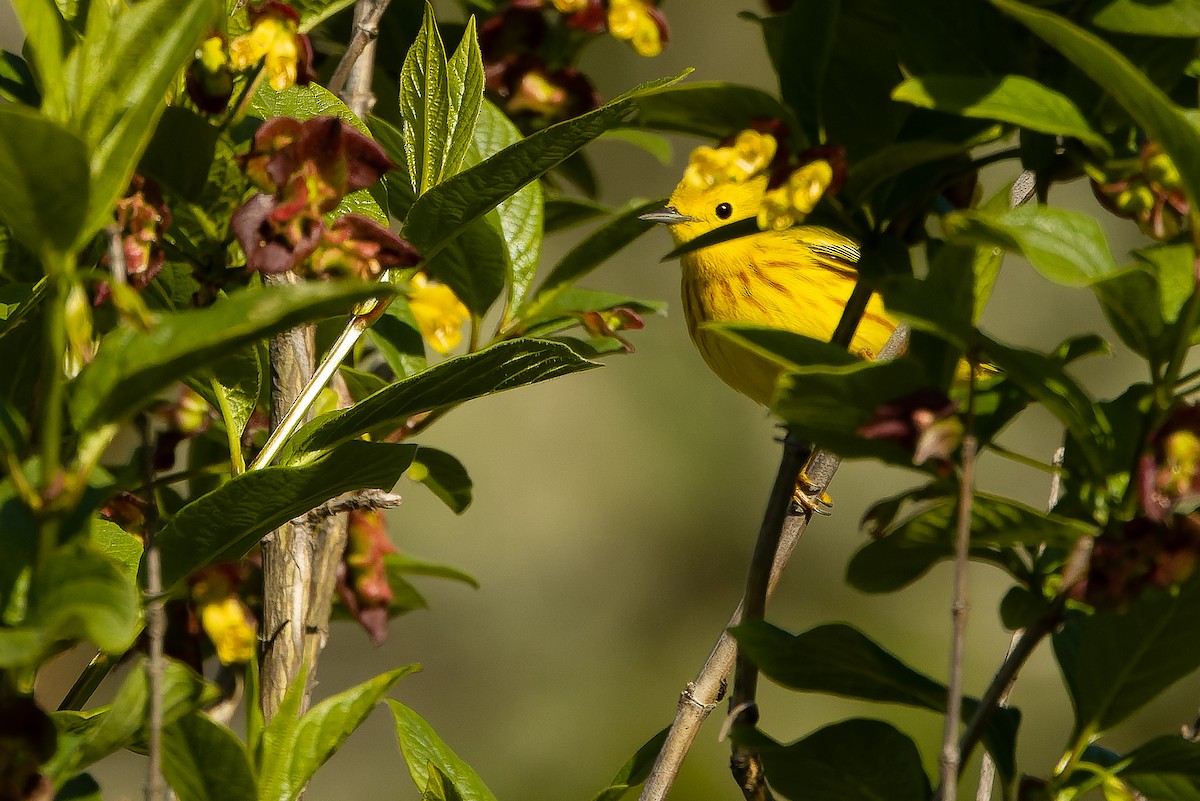 Yellow Warbler (Northern) - ML618722043