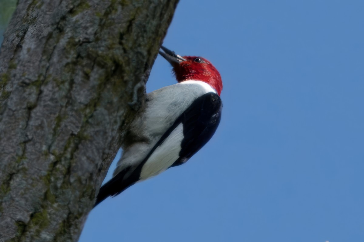 Red-headed Woodpecker - ML618722068
