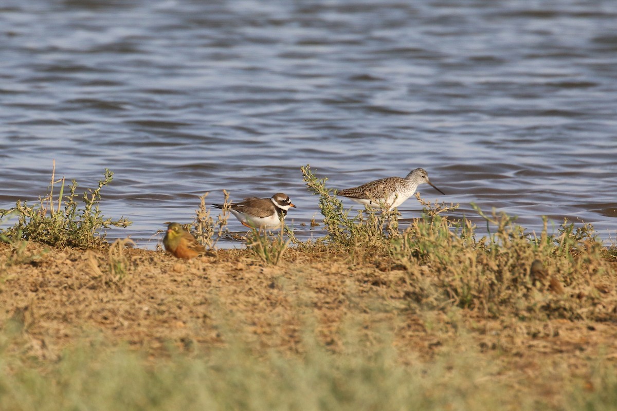 Common Ringed Plover - ML618722071