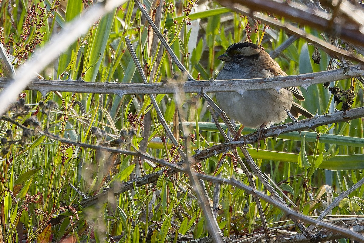 White-throated Sparrow - ML618722083