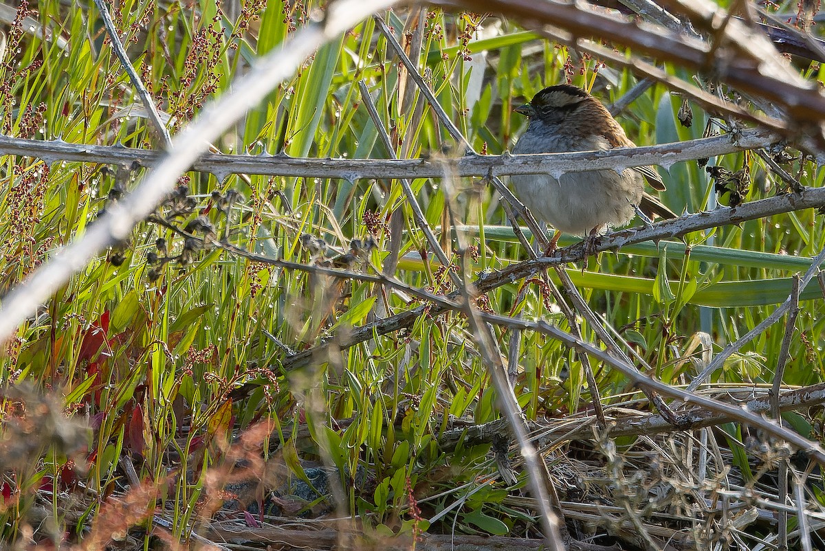 White-throated Sparrow - ML618722085