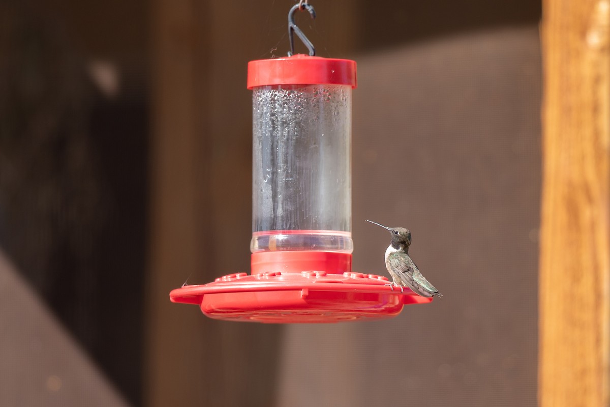 Black-chinned Hummingbird - ML618722090
