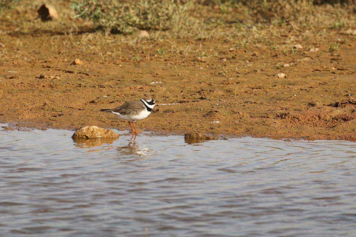 Common Ringed Plover - ML618722102