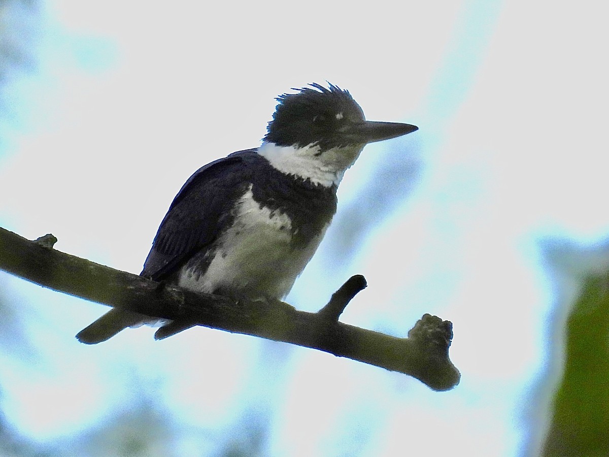 Belted Kingfisher - ML618722106