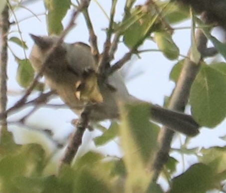 Tufted/Black-crested Titmouse - ML618722135
