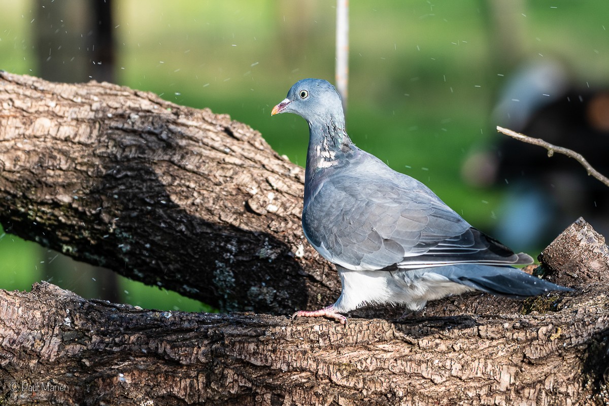 Common Wood-Pigeon - ML618722215