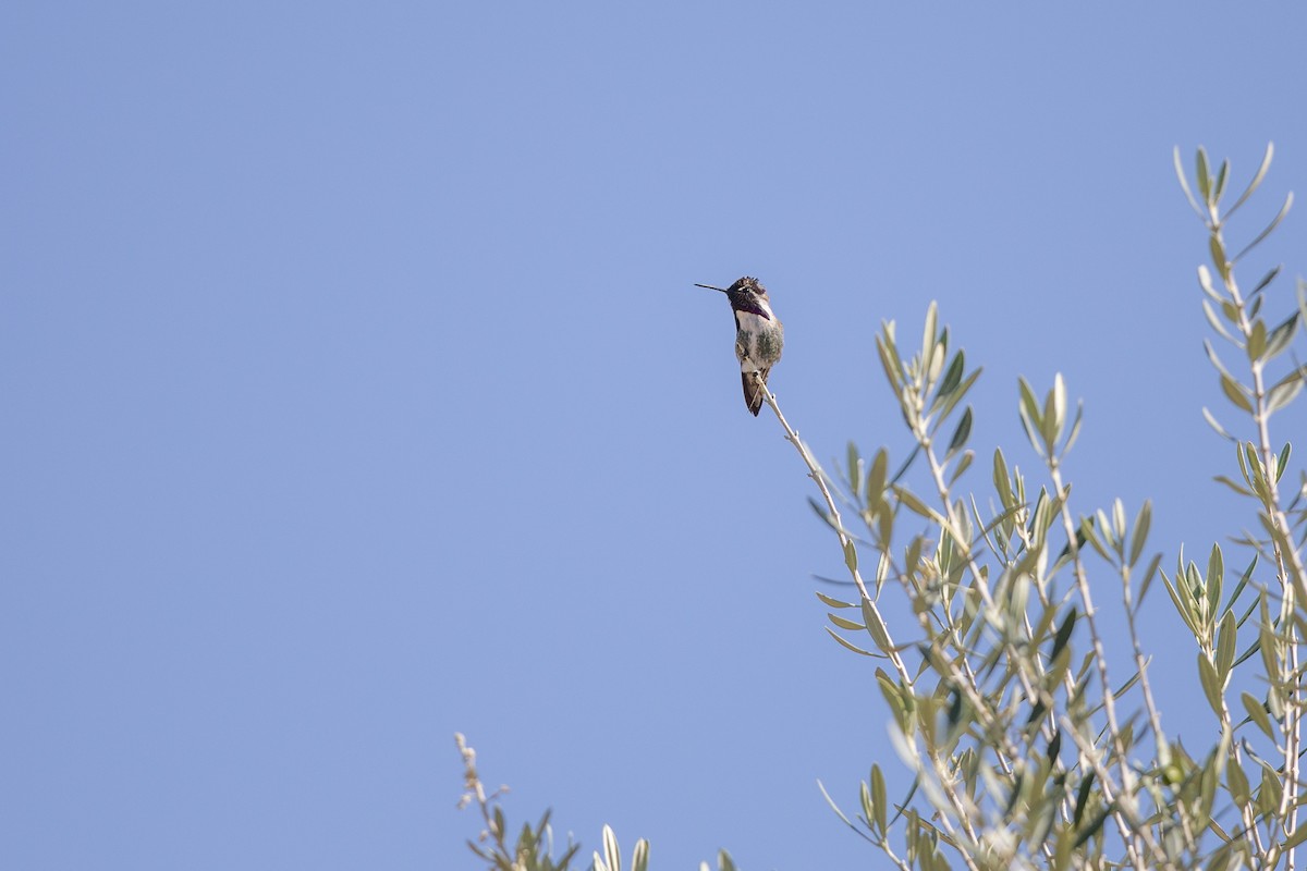 Costa's Hummingbird - ML618722235