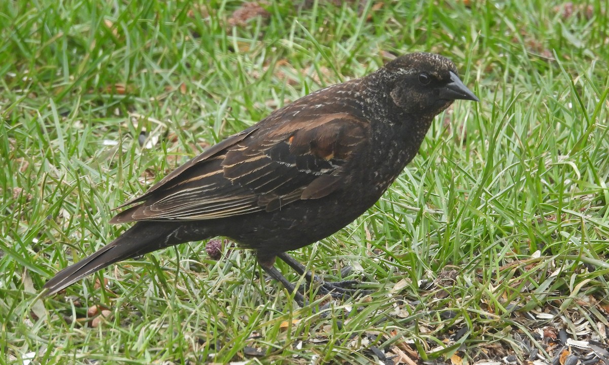 Red-winged Blackbird - ML618722242