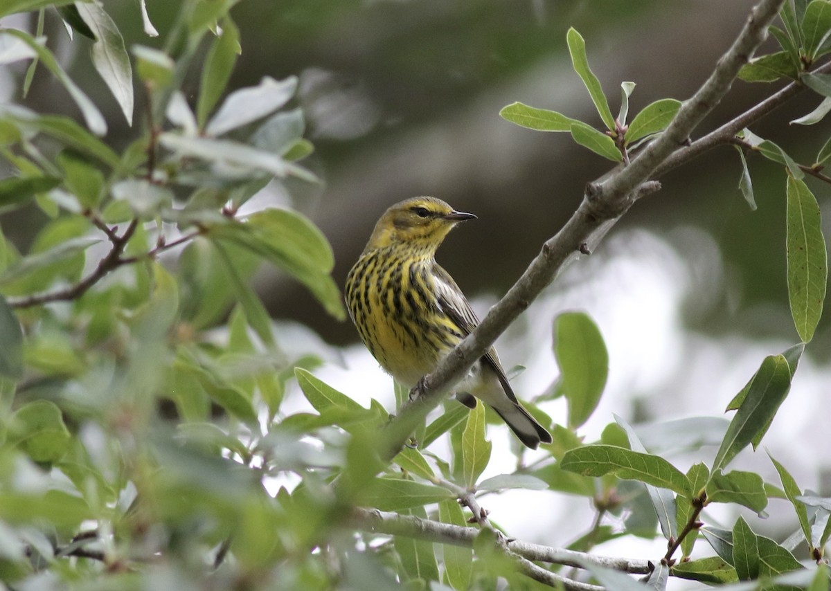 Cape May Warbler - ML618722285