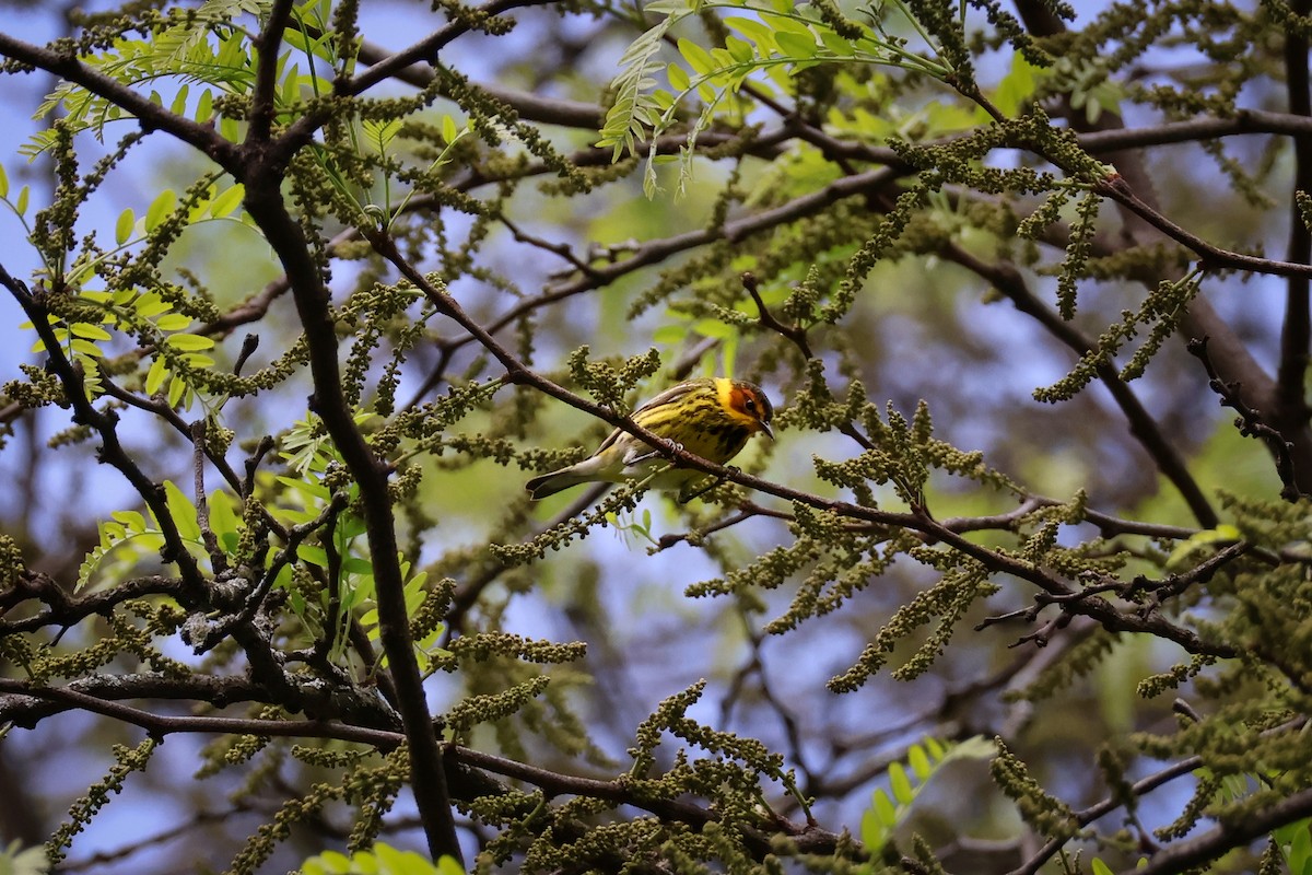 Cape May Warbler - ML618722305