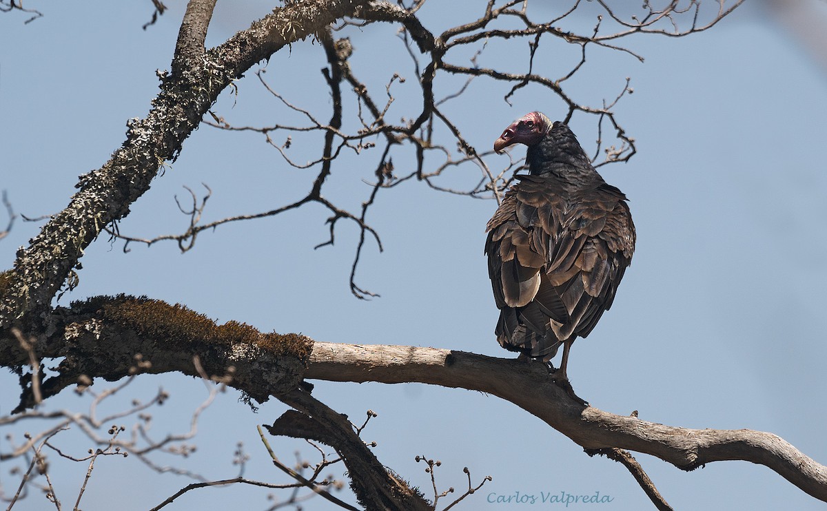 Turkey Vulture - ML618722306