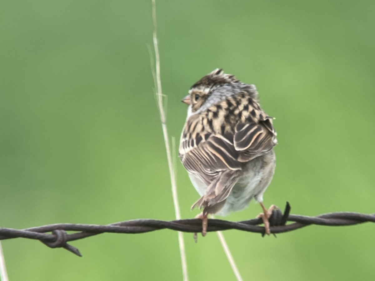 Clay-colored Sparrow - ML618722316