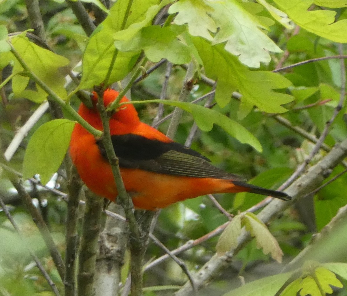 Scarlet Tanager - ML618722324