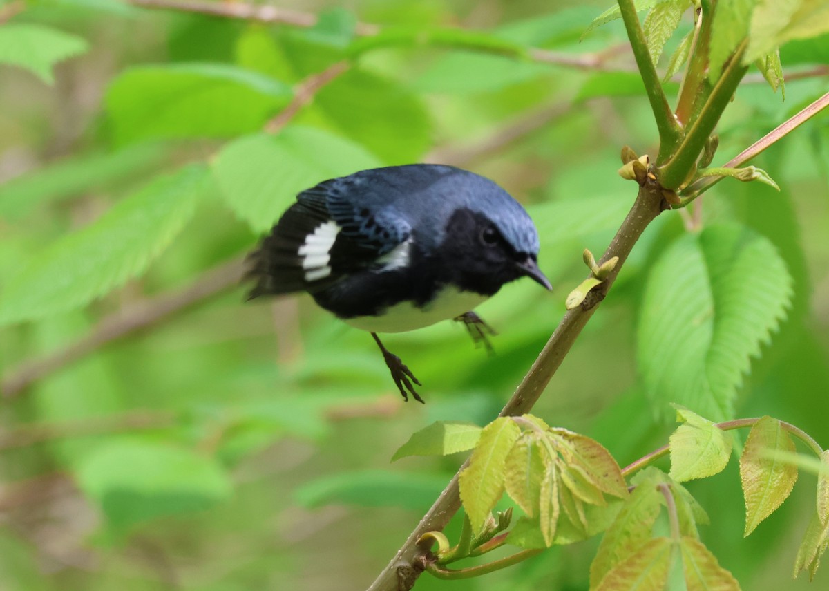 Black-throated Blue Warbler - ML618722331