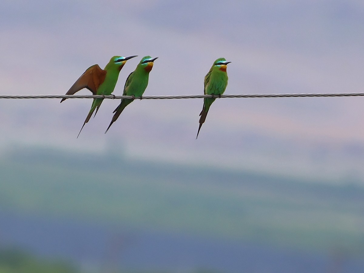 Blue-cheeked Bee-eater - ML618722333