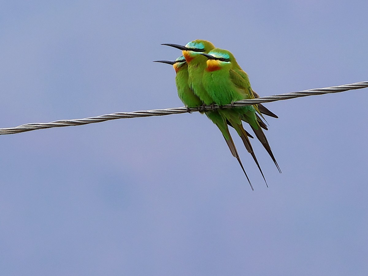Blue-cheeked Bee-eater - ML618722335