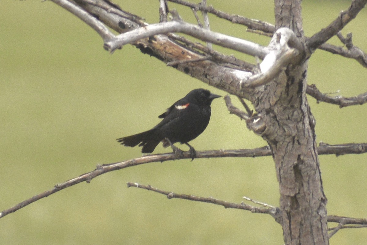 Tricolored Blackbird - ML618722355