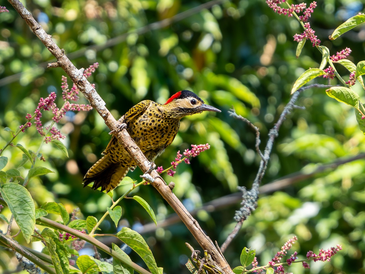Green-barred Woodpecker - ML618722362