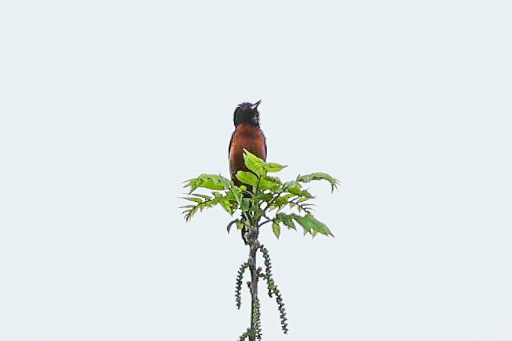Orchard Oriole - ML618722380