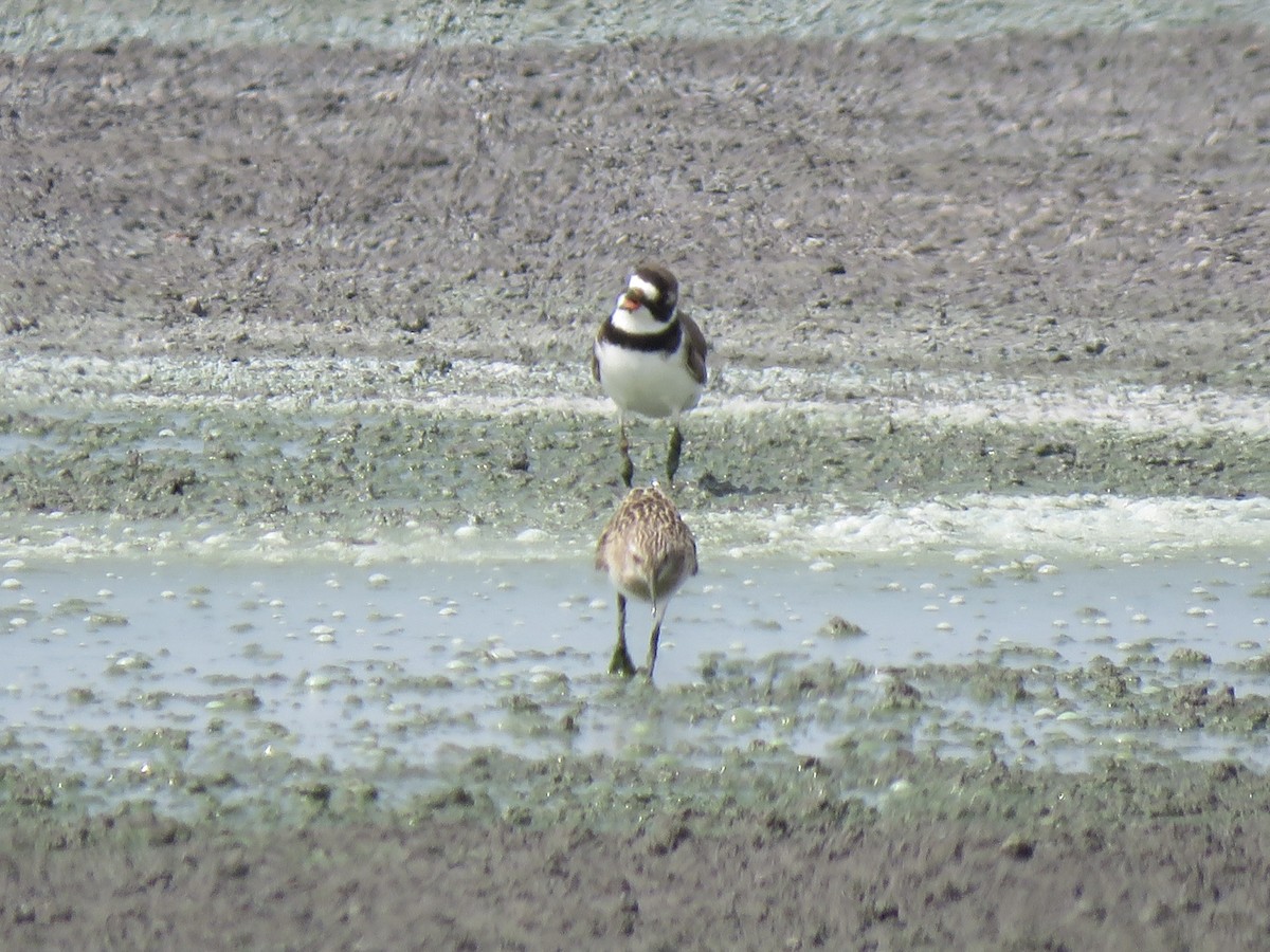 Semipalmated Plover - ML618722396