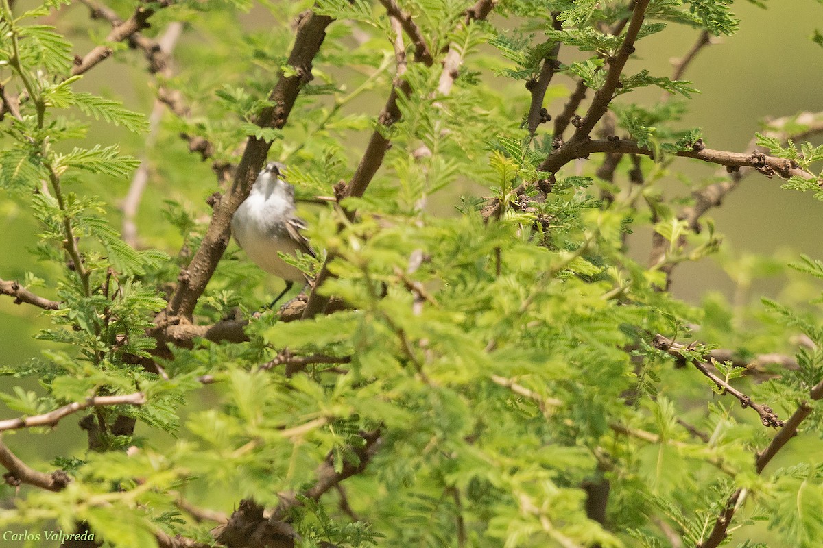 White-crested Tyrannulet (White-bellied) - ML618722442